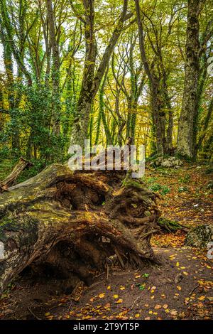 Die freiliegenden Wurzeln eines riesigen Stammes, der zu Boden fiel und jetzt im Bosco di Sant'Antonio tot ist. Abruzzen, Italien, Europa Stockfoto