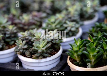 Set aus Topfpflanze Echeveria und anderen Sukkulenten in verschiedenen Arten, kleine Kaktuspflanze, Kalanchoe in weißer Vase. Stockfoto