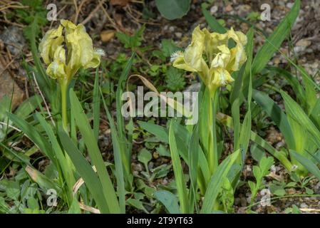 ZwergIris, Iris pumila in Blume, Balkan. Stockfoto