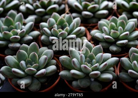 Set aus Topfpflanze Echeveria und anderen Sukkulenten in verschiedenen Arten, kleine Kaktuspflanze, Kalanchoe in weißer Vase. Stockfoto