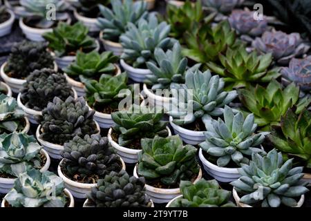 Set aus Topfpflanze Echeveria und anderen Sukkulenten in verschiedenen Arten, kleine Kaktuspflanze, Kalanchoe in weißer Vase. Stockfoto