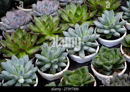 Set aus Topfpflanze Echeveria und anderen Sukkulenten in verschiedenen Arten, kleine Kaktuspflanze, Kalanchoe in weißer Vase. Stockfoto