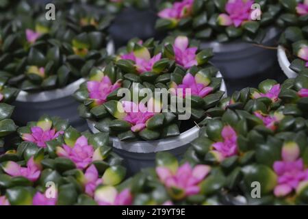 Set aus Topfpflanze Echeveria und anderen Sukkulenten in verschiedenen Arten, kleine Kaktuspflanze, Kalanchoe in weißer Vase. Stockfoto