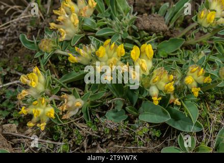 Eine Bergniere-Wicke, Anthyllis Vulneraria ssp. Alpestris, auf Kalkstein. Pyrenäen. Stockfoto