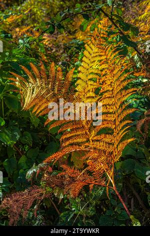 Trockener Herbstfarn und trockener Farn im Herbst. Orangefarbenes Farnblatt. Abruzzen, Italien, Europa Stockfoto