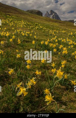 Wilde Narzissen. Narcissus pseudonarcissus, auf hochalpinen Weiden am Col du Pourtalet, Pyrenäen. Stockfoto