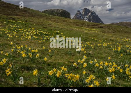 Wilde Narzissen. Narcissus pseudonarcissus, auf hochalpinen Weiden am Col du Pourtalet, Pyrenäen. Stockfoto