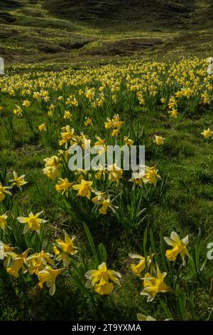 Wilde Narzissen. Narcissus pseudonarcissus, auf hochalpinen Weiden am Col du Pourtalet, Pyrenäen. Stockfoto
