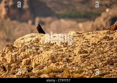 Großer Rabe oder Corvus Corax, der in den Bergen steht Stockfoto