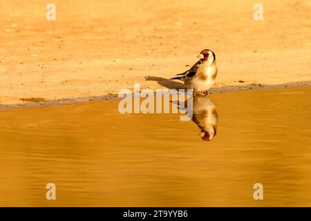 Goldfinch oder Carduelis carduelis, im goldenen Teich reflektiert Stockfoto