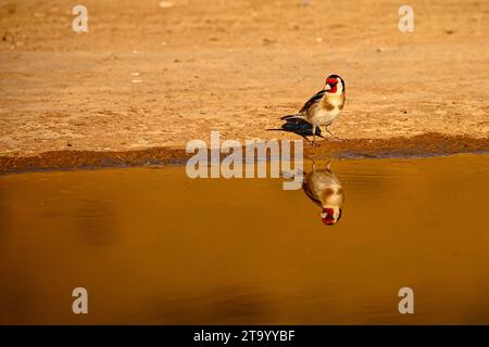 Goldfinch oder Carduelis carduelis, im goldenen Teich reflektiert Stockfoto