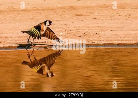 Goldfinch oder Carduelis carduelis, im goldenen Teich reflektiert Stockfoto