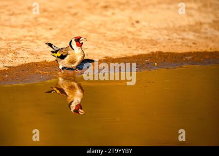 Goldfinch oder Carduelis carduelis, im goldenen Teich reflektiert Stockfoto