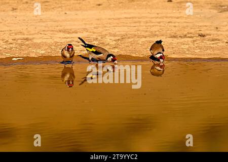 Goldfinch oder Carduelis carduelis, im goldenen Teich reflektiert Stockfoto