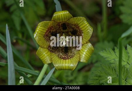 Pyrenäenfritillary, Fritillaria pyrenaica, in Blüte auf Hochweiden in den Pyrenäen. Stockfoto