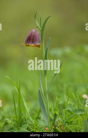 Pyrenäenfritillary, Fritillaria pyrenaica, in Blüte auf Hochweiden in den Pyrenäen. Stockfoto