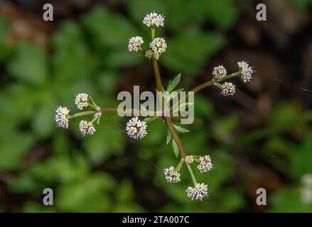 Sanicle, Sanicula europaea, im Frühling in der Blüte im Wald. Stockfoto