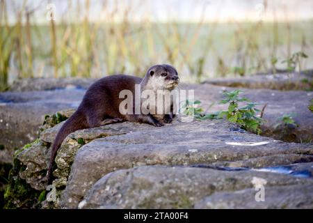 Asiatischer Kleinkrallenotter Stockfoto