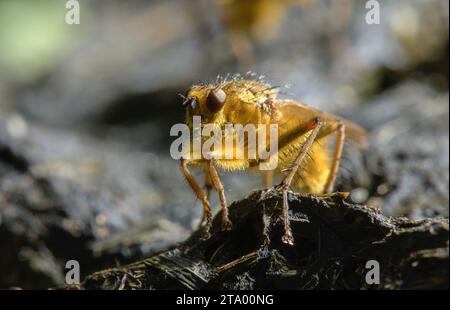 Gelbe Dungfliege, Scathophaga stercoraria, in großer Zahl auf ökologisch gezüchtetem Rindermist. Stockfoto