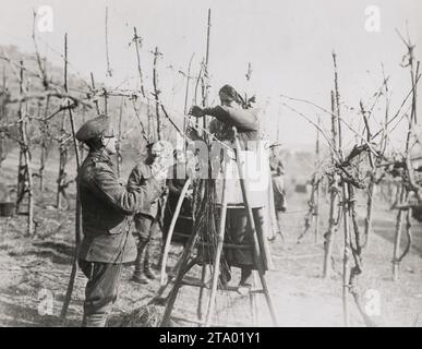 1. Weltkrieg: Britische Soldaten helfen einheimischen Frauen im Weinberg in Italien Stockfoto