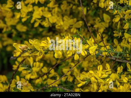 Haariges Grünkraut, Genista pilosa, im Frühling blühend. Stockfoto