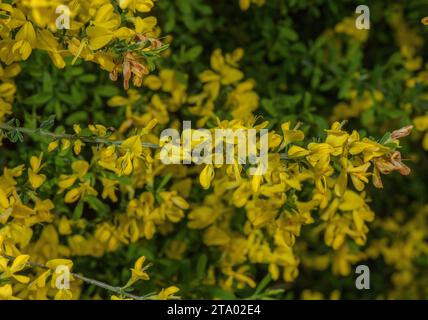 Haariges Grünkraut, Genista pilosa, im Frühling blühend. Stockfoto