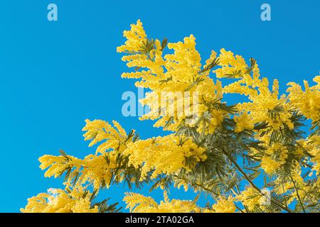 Gelbe Mimosa-Blume mit Blatt auf Baum auf blauem Himmel, Symbol Frauentag, Feiertagsbürgerrechtskonzept Stockfoto