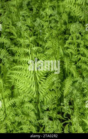 Marsh Farn, Thelypteris palustris, im Sumpfgebiet. Stockfoto