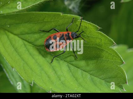 Feuerkäfer, Pyrrhocoris apterus, auf Blatt nach Auftauchen im Frühjahr. Stockfoto