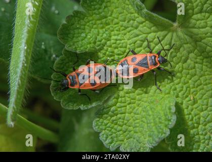 Paarungsbrände, Pyrrhocoris apterus, auf Blatt nach Auftauchen im Frühjahr. Stockfoto