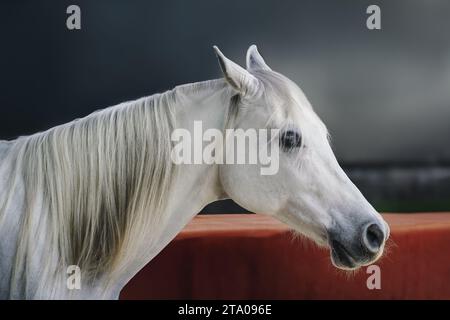 Schöner Kopf des weißen Pferdes (Equus ferus caballus) Stockfoto