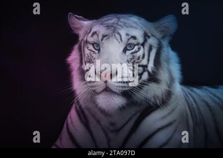 Weißer Tiger (Panthera tigris) – Leuzistischer Tiger Stockfoto