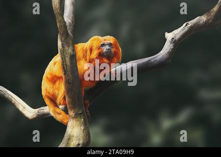 Goldener Löwe Tamarin (Leontopithecus Rosalia) Stockfoto