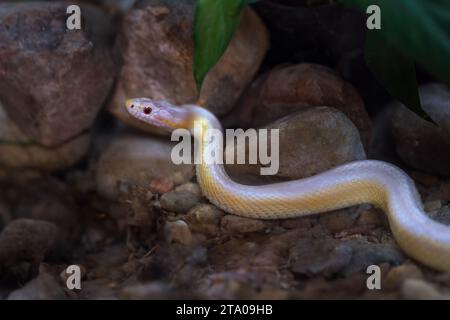 Korallenschlange (Pantherophis guttatus) Stockfoto