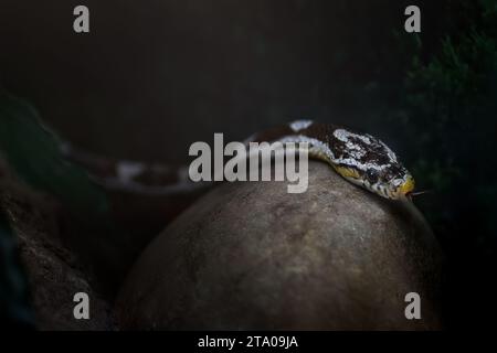 Anerythristische Maisschlange (Pantherophis guttatus) Stockfoto