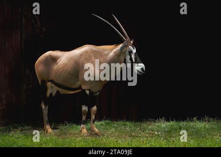 Männlicher Gemsbok oder südafrikanischer Oryx (Oryx gazella) Stockfoto