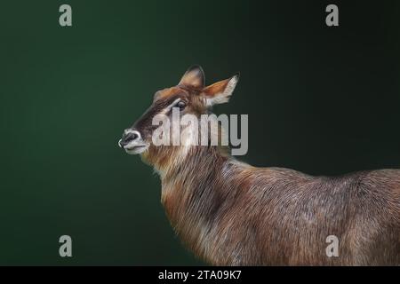 Weiblicher Wasserbock-Kopf (Kobus ellipsiprymnus) Stockfoto