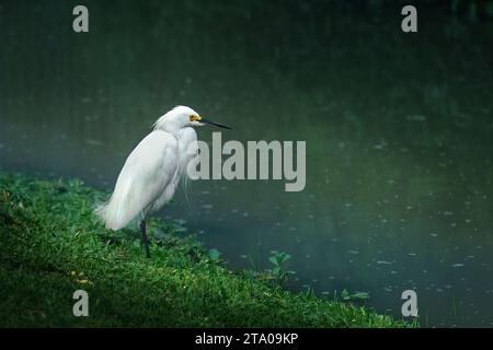 Schneebedeckter Reiher (Egretta Thula) Stockfoto