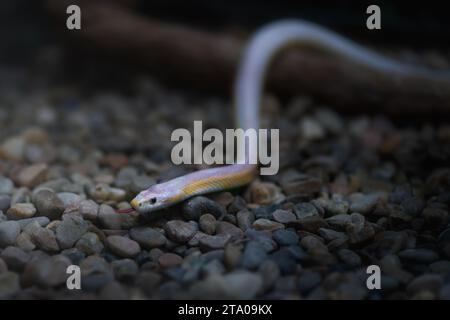 Korallenschlange (Pantherophis guttatus) Stockfoto