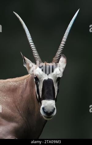 Gemsbok Head oder südafrikanischer Oryx (Oryx gazella) Stockfoto