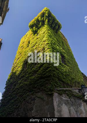 Sande Tower, mittelalterliches altes Palasthaus bedeckt mit grünem Virginia Kriechgang, Caceres, Extremadura, Spanien Stockfoto