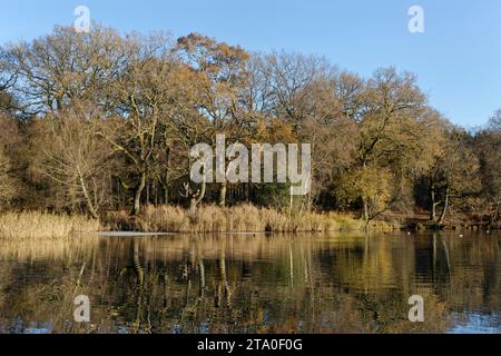 Eichen (Quercus robur) säumen Cannop Teiche mit Wildvögeln, einschließlich Mallardente (Anas platyrhynchos) Schwimmen, Forest of Dean, Glos, Dezember. Stockfoto