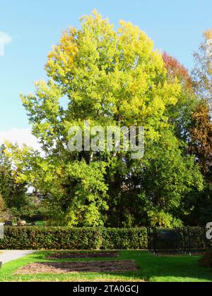 Große Aspen im Herbst Stockfoto