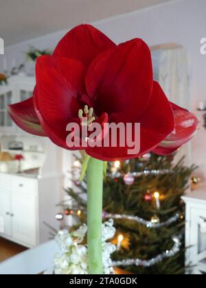 Rote amaryllis vor einem gekleideten Weihnachtsbaum Stockfoto