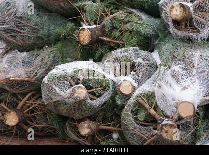 Hamburg, Deutschland. November 2023. Weihnachtsbäume liegen in einer Fußgängerzone im Stadtteil Niendorf. Quelle: Marcus Brandt/dpa/Alamy Live News Stockfoto