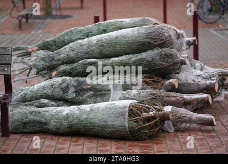 Hamburg, Deutschland. November 2023. Weihnachtsbäume liegen in einer Fußgängerzone im Stadtteil Niendorf. Quelle: Marcus Brandt/dpa/Alamy Live News Stockfoto