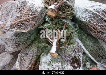 Hamburg, Deutschland. November 2023. Weihnachtsbäume liegen in einer Fußgängerzone im Stadtteil Niendorf. Quelle: Marcus Brandt/dpa/Alamy Live News Stockfoto