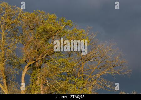 kreis soest, kreis soest in bildern, landkreis soest, nrw, deutschland, Tiere, pflanzen, Architektur, blumen, Lippeauen, Naturfotografie, Landschafts Stockfoto