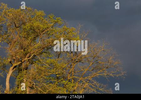 kreis soest, kreis soest in bildern, landkreis soest, nrw, deutschland, Tiere, pflanzen, Architektur, blumen, Lippeauen, Naturfotografie, Landschafts Stockfoto