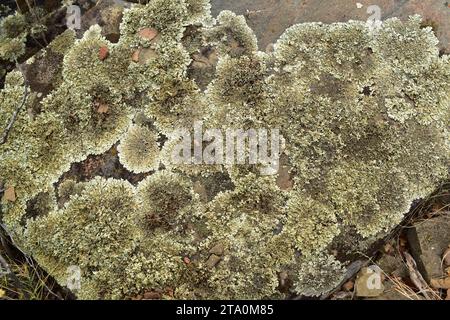 Gesteinsschild (Xanthoparmelia conspersa). Les Alberes, Provinz Girona, Katalonien, Spanien. Stockfoto